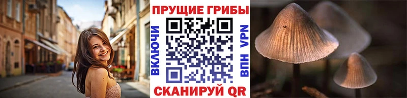 Псилоцибиновые грибы прущие грибы  где купить наркоту  Стародуб 